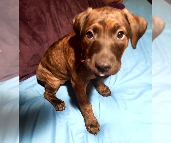 Medium Photo #1 American Pit Bull Terrier-Doberman Pinscher Mix Puppy For Sale in BRIGHTON, MI, USA