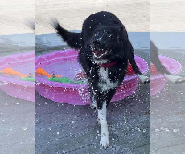 Medium Photo #22 Carolina Dog Puppy For Sale in Highland, IL, USA