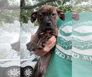 Mutt Dogs for adoption in Clarkston, MI, USA