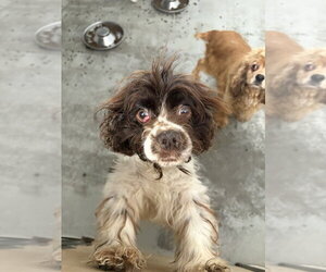 Cocker Spaniel Dogs for adoption in Studio City, CA, USA