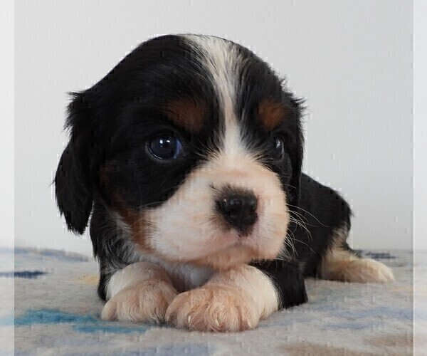 Medium Photo #5 Cavalier King Charles Spaniel Puppy For Sale in CARLISLE, KY, USA