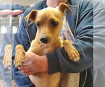 Small #2 Chihuahua Mix