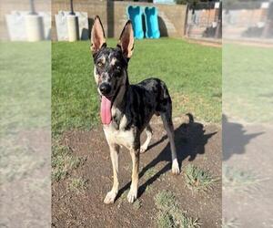 Mutt Dogs for adoption in Riverside, CA, USA