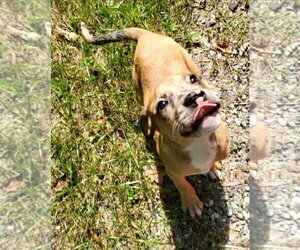Rooster - Male American Pit Bull Terrier-Unknown Mix Dog for Adoption - Photo #3