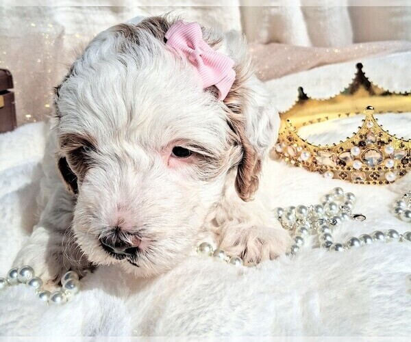 Medium Photo #44 Goldendoodle (Miniature) Puppy For Sale in GASTONIA, NC, USA