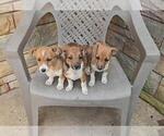 Small #1 Jack Russell Terrier-Shetland Sheepdog Mix