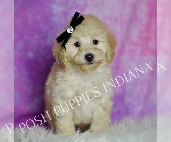 Medium Photo #64 Poodle (Miniature) Puppy For Sale in WARSAW, IN, USA