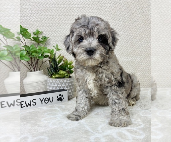 Medium Photo #5 Cavapoo (Miniature) Puppy For Sale in INDIANAPOLIS, IN, USA
