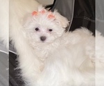 Small Photo #5 Maltese Puppy For Sale in KANSAS CITY, MO, USA