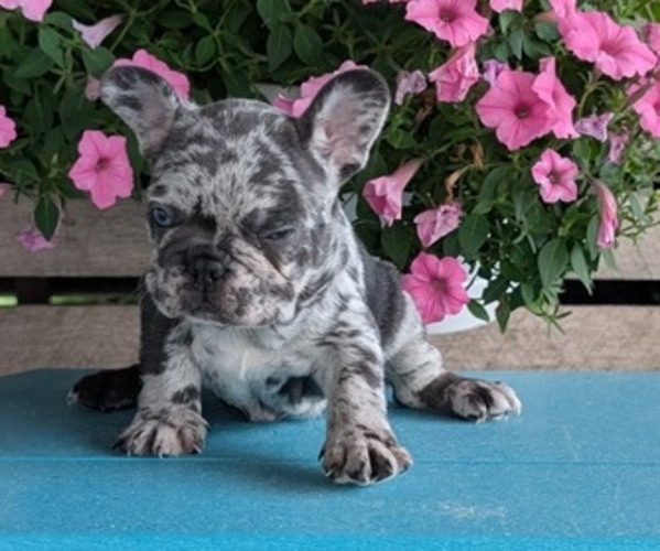 Medium Photo #2 French Bulldog Puppy For Sale in GOSHEN, IN, USA