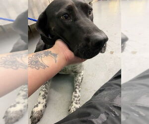 Pointer Dogs for adoption in Waco, TX, USA