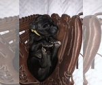 Small Photo #2 Great Dane Puppy For Sale in TWAIN HARTE, CA, USA