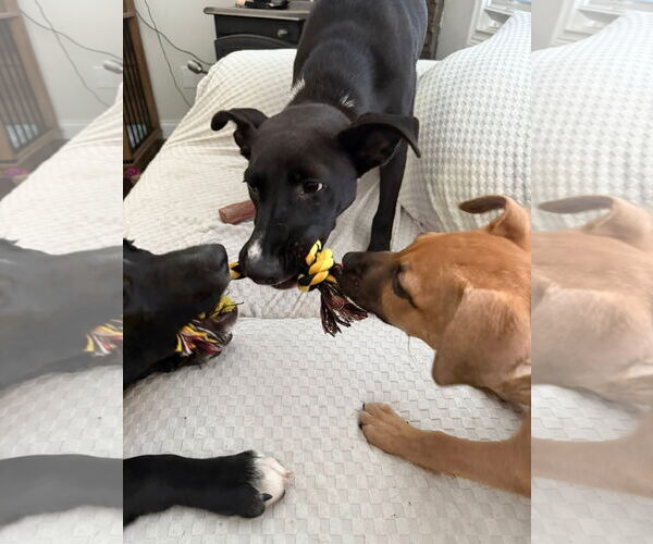 Medium Photo #8 Mutt Puppy For Sale in Germantown, OH, USA