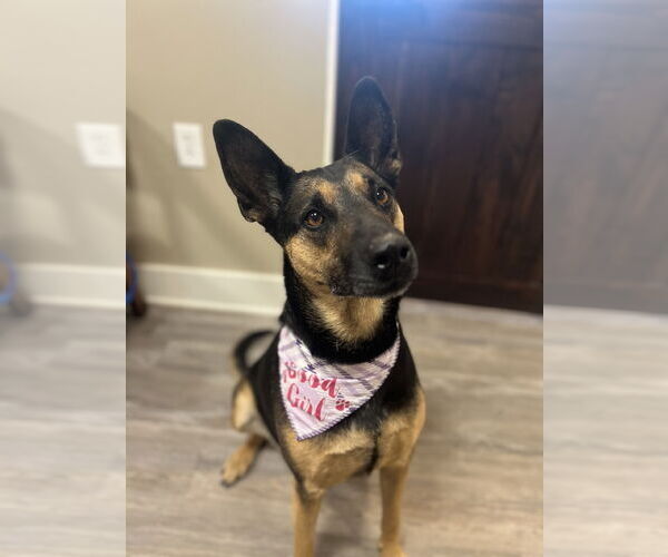 Medium Photo #1 German Shepherd Dog-Unknown Mix Puppy For Sale in Emmett, ID, USA