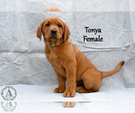 Small Photo #40 Labrador Retriever Puppy For Sale in DAYTON, VA, USA