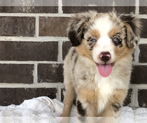 Miniature Australian Shepherd Puppy for sale in COLLEGE STA, TX, USA