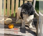 Small Photo #3 Goldendoodle-Poodle (Standard) Mix Puppy For Sale in CLARE, IL, USA