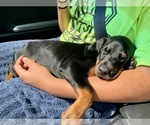 Small Photo #3 Doberman Pinscher Puppy For Sale in COLUMBUS, OH, USA