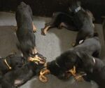 Small Photo #1 Rottweiler Puppy For Sale in JONES, MI, USA