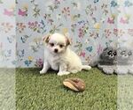 Hand delivery - Female Chihuahua Puppy for Sale - Photo #14