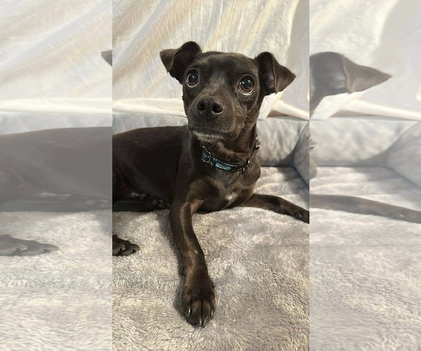 Medium Photo #3 Chihuahua Puppy For Sale in Visalia, CA, USA