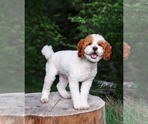 Father of the Bernedoodle puppies born on 12/08/2024