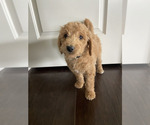 Puppy Star Goldendoodle