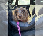 Small Dachshund