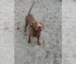 Small #2 Mutt