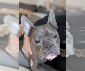 Free-Lance Bulldog Dogs for adoption in Brights Grove, Ontario, Canada