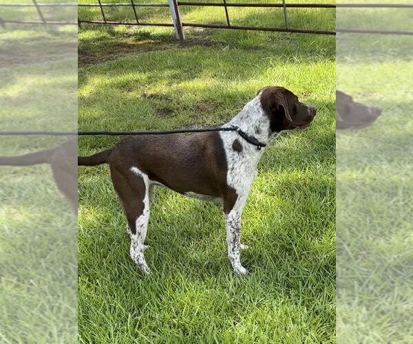 Medium Photo #3 Pointer-Unknown Mix Puppy For Sale in Boston, MA, USA