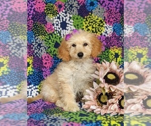 Cock-A-Poo Puppy for sale in KIRKWOOD, PA, USA