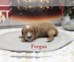 Small Photo #15 Cavapoo Puppy For Sale in CHANUTE, KS, USA