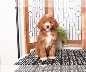 Cock-A-Poo Puppy for sale in NAPLES, FL, USA