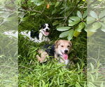 Small #5 Jack Russell Terrier-Wheaten Terrier Mix