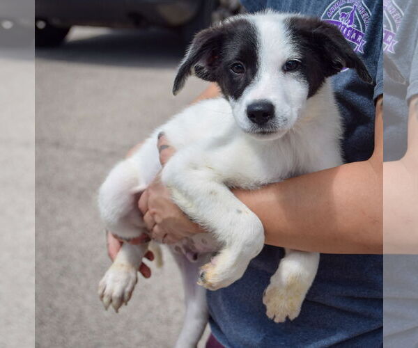 Medium Photo #3 Border Collie-Unknown Mix Puppy For Sale in Huntley, IL, USA