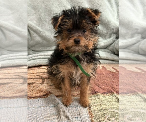 Medium Photo #7 Yorkshire Terrier Puppy For Sale in LEWISBURG, KY, USA