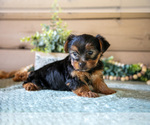 Small Photo #9 Yorkshire Terrier Puppy For Sale in LIGONIER, IN, USA