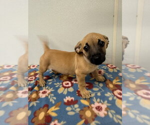 Chihuahua-Unknown Mix Dogs for adoption in Osgood, IN, USA