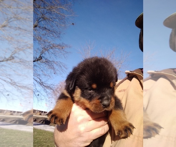 Medium Photo #16 Rottweiler Puppy For Sale in JASPER, MO, USA