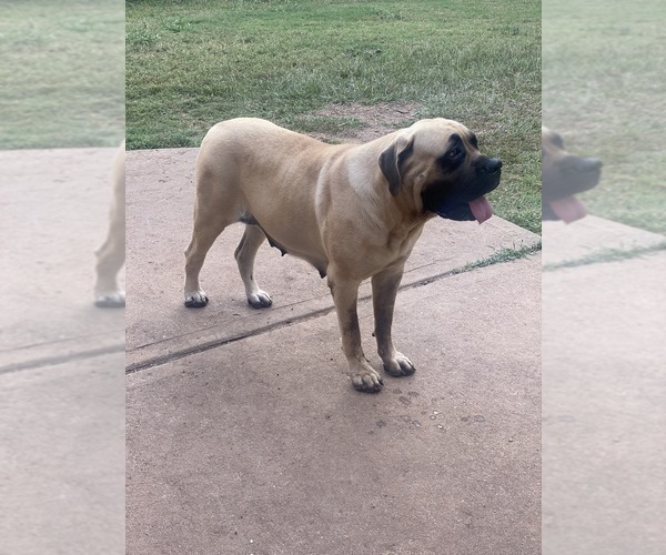 Medium Photo #1 Mastiff Puppy For Sale in SUGAR LAND, TX, USA