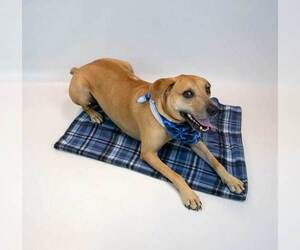 Isaac - Male Labrador Retriever-Unknown Mix Dog for Adoption - Photo #3