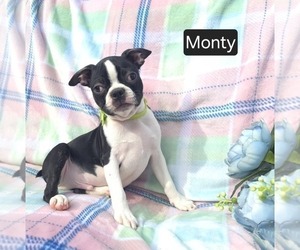 Boston Terrier Puppy for sale in MINERAL WELLS, WV, USA