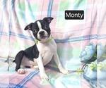 Image preview for Ad Listing. Nickname: Monty