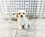 Small Photo #5 Havachon Puppy For Sale in MARIETTA, GA, USA