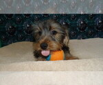 Puppy Max Yorkshire Terrier