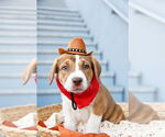 Small #10 American Pit Bull Terrier