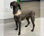 Small #2 Poodle (Standard) Mix