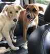 Small Photo #4 Boxer-Golden Retriever Mix Puppy For Sale in DALLAS, TX, USA