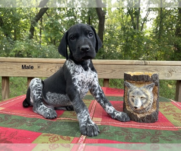 Medium Photo #1 German Shorthaired Pointer Puppy For Sale in DELANO, MN, USA